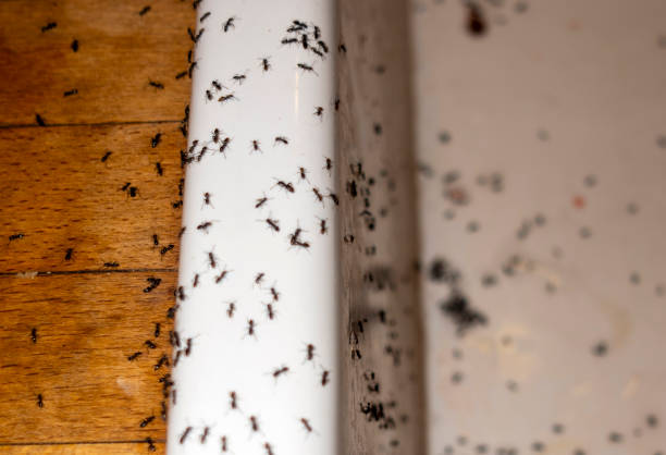 Best Mosquito Control Services  in Silver City, NM