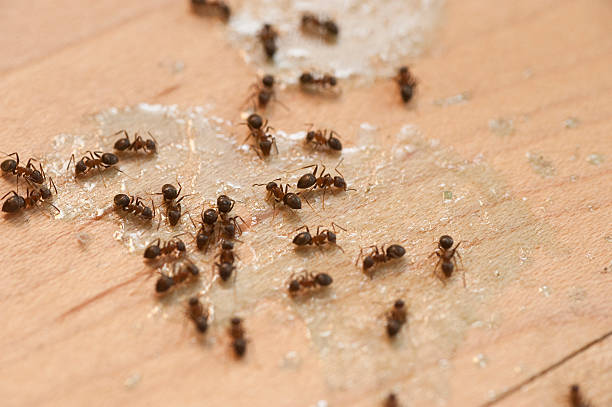 Best Best Pest Control Companies  in Silver City, NM