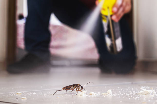 Best Local Pest Control Services  in Silver City, NM